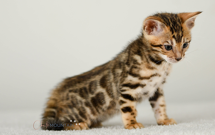 Bengal kitten for sale